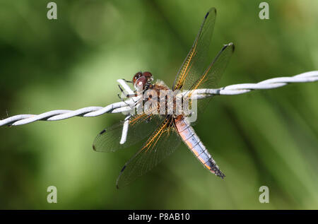 Unione scarse chaser dragonfly (Libellula Fulva) in primo piano Foto Stock