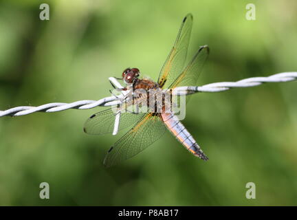 Unione scarse chaser dragonfly (Libellula Fulva) in primo piano Foto Stock