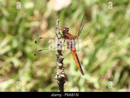 Unione scarse chaser dragonfly (Libellula Fulva) in primo piano Foto Stock