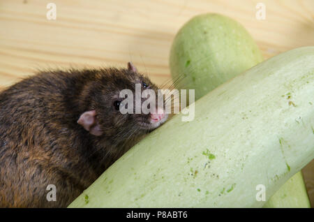 Mangia di ratto midollo vegetale su un tavolo di legno. Foto Stock