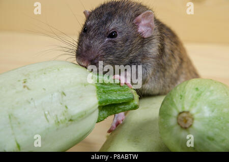 Mangia di ratto midollo vegetale su un tavolo di legno. Foto Stock