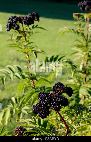 Comune, ligustro, Ligustrum vulgare vicino a San Marziale, parte del comune di Varen, Tarn et Garonne, Occitanie, Francia Foto Stock