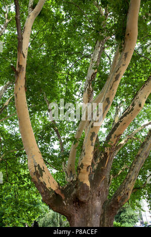 Germania, Colonia, albero piano (platanus) nel Roemerpark, corteccia. Deutschland, Koeln, Platane (platanus) Roemerpark im, abplatzende Rinde. Foto Stock