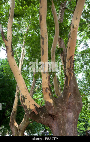 Germania, Colonia, platani (Platanus) nel Roemerpark, corteccia. Deutschland, Koeln, Platanen (platanus) Roemerpark im, abplatzende Rinde. Foto Stock