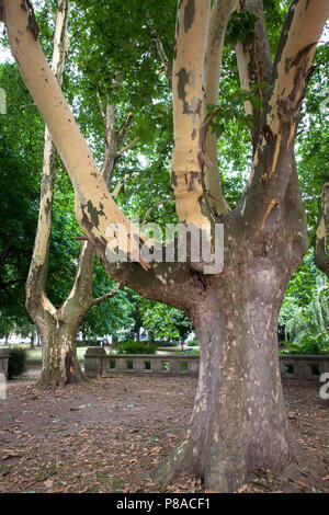 Germania, Colonia, platani (Platanus) nel Roemerpark, corteccia. Deutschland, Koeln, Platanen (platanus) Roemerpark im, abplatzende Rinde. Foto Stock