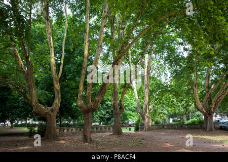 Germania, Colonia, platani (Platanus) nel Roemerpark, corteccia. Deutschland, Koeln, Platanen (platanus) Roemerpark im, abplatzende Rinde. Foto Stock