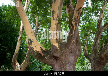 Germania, Colonia, platani (Platanus) nel Roemerpark, corteccia. Deutschland, Koeln, Platanen (platanus) Roemerpark im, abplatzende Rinde. Foto Stock