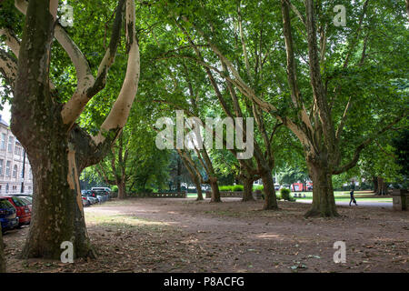 Germania, Colonia, platani (Platanus) nel Roemerpark, corteccia. Deutschland, Koeln, Platanen (platanus) Roemerpark im, abplatzende Rinde. Foto Stock