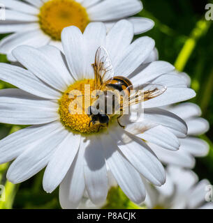 Nel fuoco di un ape con trasparente brillante ali raccoglie il dolce nettare dal fiore di camomilla . Per il vostro design Foto Stock