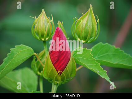 A pochi giovani germogli verdi e uno già quasi fioritura fiore rosso . Per il vostro design Foto Stock