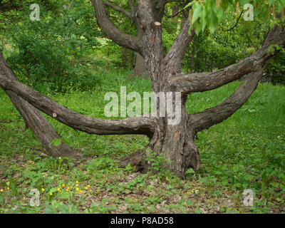 Un grande vecchio albero branchy contro uno sfondo di arbusti ed erba verde . Per il vostro design Foto Stock