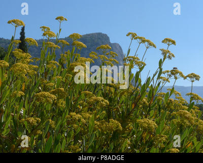 Fitti rametti di aneto con ombrelloni cime e foglie verdi contro lo sfondo del picco della montagna e il blu del cielo. . Per il vostro design Foto Stock