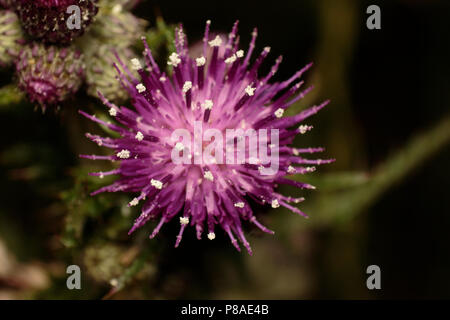 Creeping Thistle in fiore che mostra i granelli di polline. Foto Stock