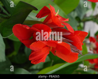 Delicato fiore rosso con grandi petali di lussureggianti e le piccole foglie verdi . Per il vostro design Foto Stock