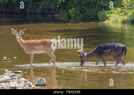 Daini il raffreddamento nel fiume Elwy, il Galles del Nord Foto Stock