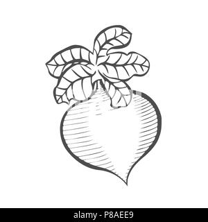 Radici tuberose e verdure, Illustrazione disegnata a mano schizzo di freschi rape viola o Brassica rapa pianta con foglie isolati su sfondo bianco Illustrazione Vettoriale