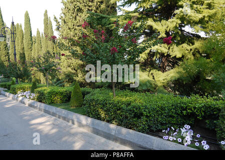 New Scenic 5 posti verde che cresce in un parco con un letto floreale con fiori di colore rosso ad alta abete con rami di grandi dimensioni e una passerella lungo tutta questa bellezza. . Per il vostro d Foto Stock