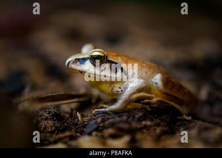 Madagascan legno Rana - Aglyptodactylus madagascariensis, bella rana colorato dal Madagascar foreste. Foto Stock