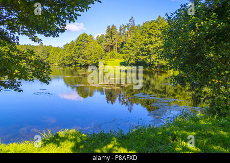 Splendido paesaggio della bella natura in un giorno di estate. Il laghetto di gigli crescente è l'erba verde e alberi di alto fusto con chioma folta sulla riva. . Foto Stock