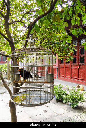 Singolo uccello in una gabbia appeso a un albero in un tempio tradizionale Cinese courtyard di Suzhou Foto Stock