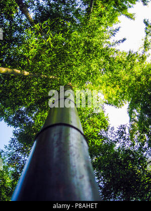 La ricerca di un albero di bambù al Huangshan foresta di bamboo, Cina Foto Stock