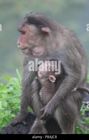 Le scimmie a Rajmachi giardino, Lonavla, India Foto Stock