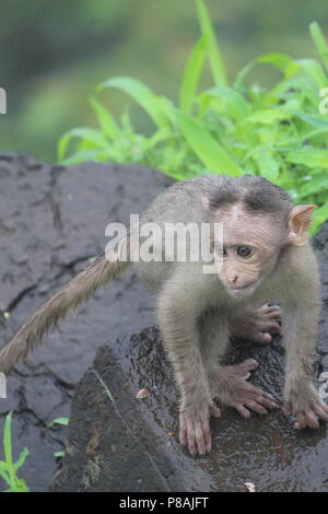 Le scimmie a Rajmachi giardino, Lonavla, India Foto Stock