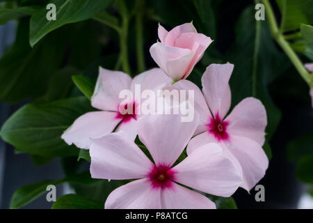 Bella Close up di rosa Fiori Vinca anche noto come il Madagascar pervinca e Catharanthus roseus Foto Stock