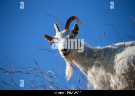 Close up colpo di testa di adulto di capra del Kashmir Capra Markhor su the Great Orme in Llandudno, il Galles del Nord Foto Stock