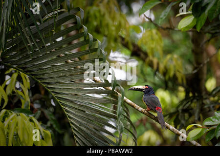 Un colorato toucan denominata "aracari collare" (Pteroglossus torquatus) si siede su un ramo in molto densa giungla verde dell'America centrale. Foto Stock