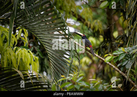 Un colorato toucan denominata "aracari collare" (Pteroglossus torquatus) si siede su un ramo in molto densa giungla verde dell'America centrale. Foto Stock