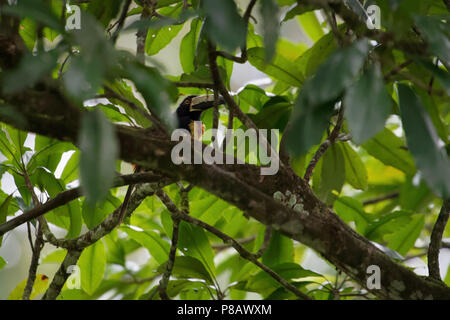 Un colorato toucan denominata "aracari collare" (Pteroglossus torquatus) si siede su un ramo in molto densa giungla verde dell'America centrale. Foto Stock