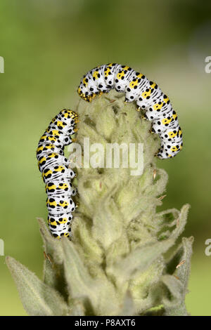 Mullein Moth - Shargacucullia verbasci Foto Stock