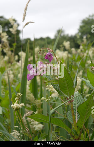 L'Himalayan Balsom Impatiens glandulifera Impatiens glandulifera è una grande pianta annuale nativa per l'Himalaya. Foto Stock