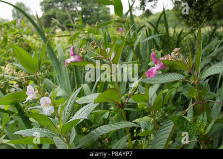 L'Himalayan Balsom Impatiens glandulifera Impatiens glandulifera è una grande pianta annuale nativa per l'Himalaya. Foto Stock