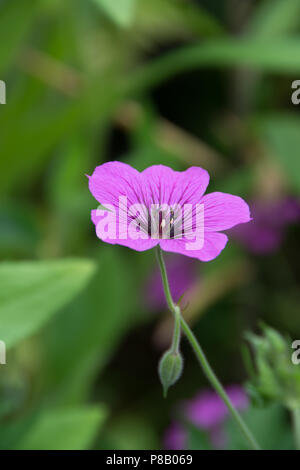 Rosa viola hardy geranium flower Foto Stock