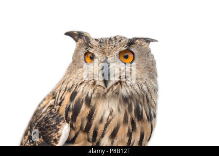 Gufo reale su bianco isolato sfondo. Foto Stock