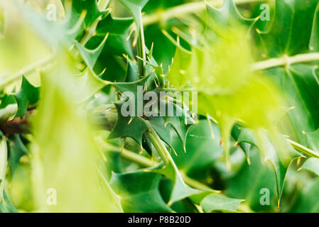 Berberis lomariifolia -chinese holly -ramo ,bella forma delle foglie ,il fuoco selettivo , le gradazioni di colore ,insolito punto di vista Foto Stock