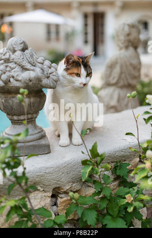 Gatto e ornamento del giardino, la piscina in Francia Foto Stock