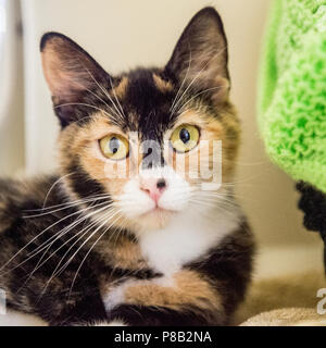 Calicao cat Foto Stock