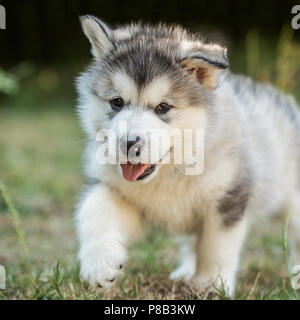 Alaskan Malamute cucciolo Foto Stock