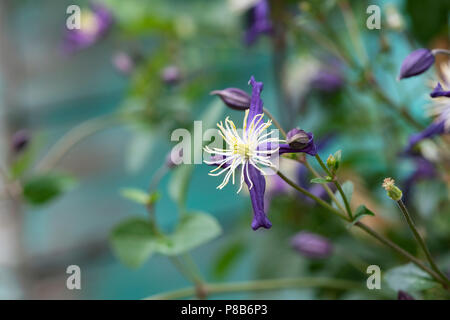 Clematis aromatica fiori. Regno Unito. Clematis x aromatica Flammula-Recta Gruppo. Clematide profumata Foto Stock