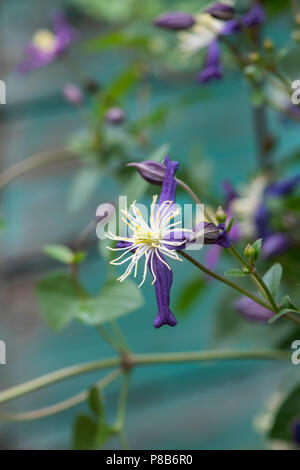 Clematis aromatica fiori. Regno Unito. Clematis x aromatica Flammula-Recta Gruppo. Clematide profumata Foto Stock