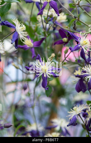 Clematis aromatica fiori. Regno Unito. Clematis x aromatica Flammula-Recta Gruppo. Clematide profumata Foto Stock