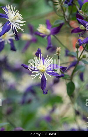 Clematis aromatica fiori. Regno Unito. Clematis x aromatica Flammula-Recta Gruppo. Clematide profumata Foto Stock