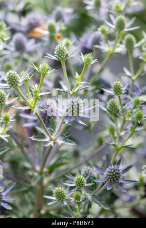 Eryngium planum 'Blue hobbit'. Mare Holly fiori Foto Stock