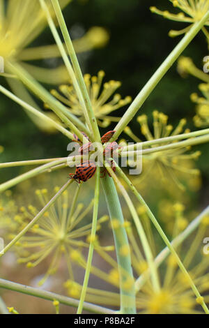 Rosso e nero striped menestrello bug alimentando il finocchio steli di piante. Graphosoma semipunctatum insetti. Foto Stock