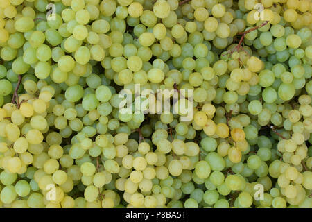 Giallo di uva sultanina Frutta fresca texture di sfondo. Foto Stock