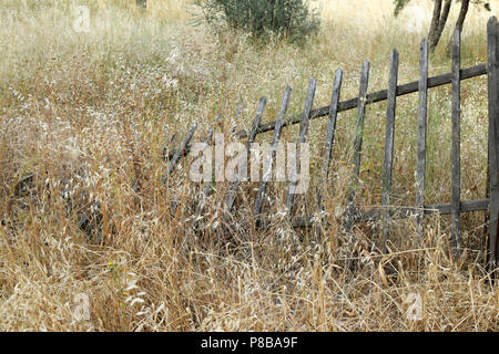 Rotture di recinzione di legno e ricoperta di piante a secco. Estate Natura vegetazione paesaggio. Foto Stock