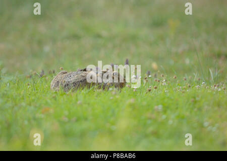 Lepre nel deserto, la modalità stealth, nascondendo dissimulare, camuffamento, vacanze di pasqua bunny Coniglio Coniglio jack Foto Stock